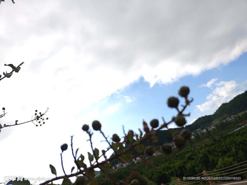 蓝天之下的植物景观