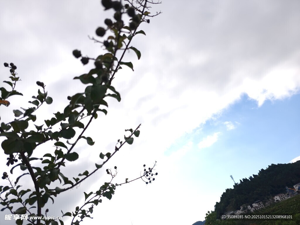 枝头绿意映蓝天