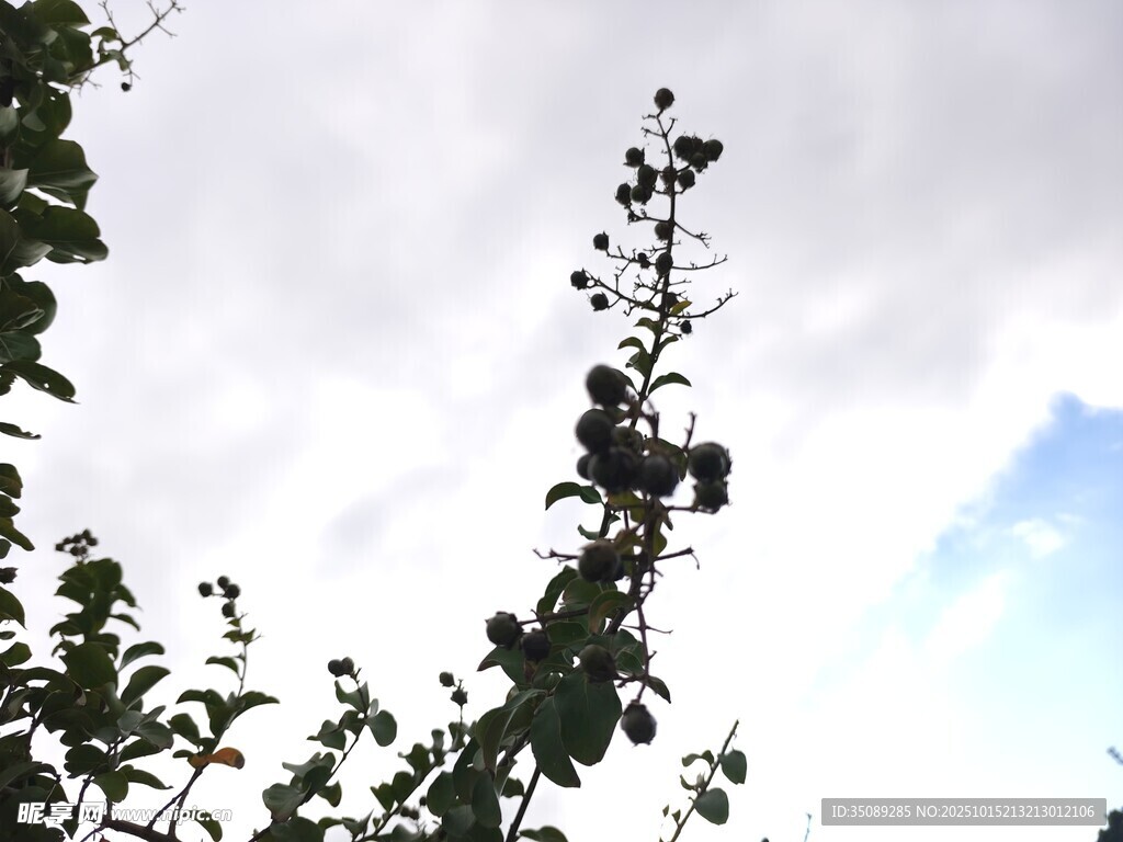 枝头花果映蓝天