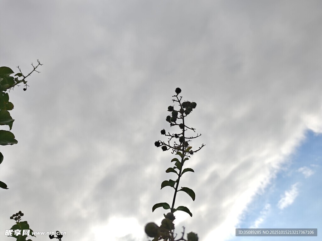 天空下的植物枝干