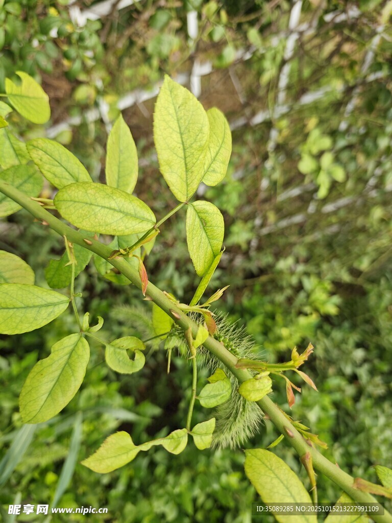 嫩绿枝叶特写