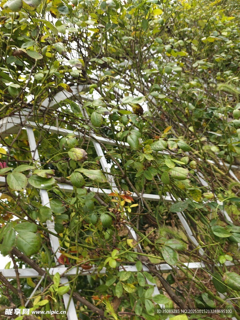 绿叶间的网格围栏