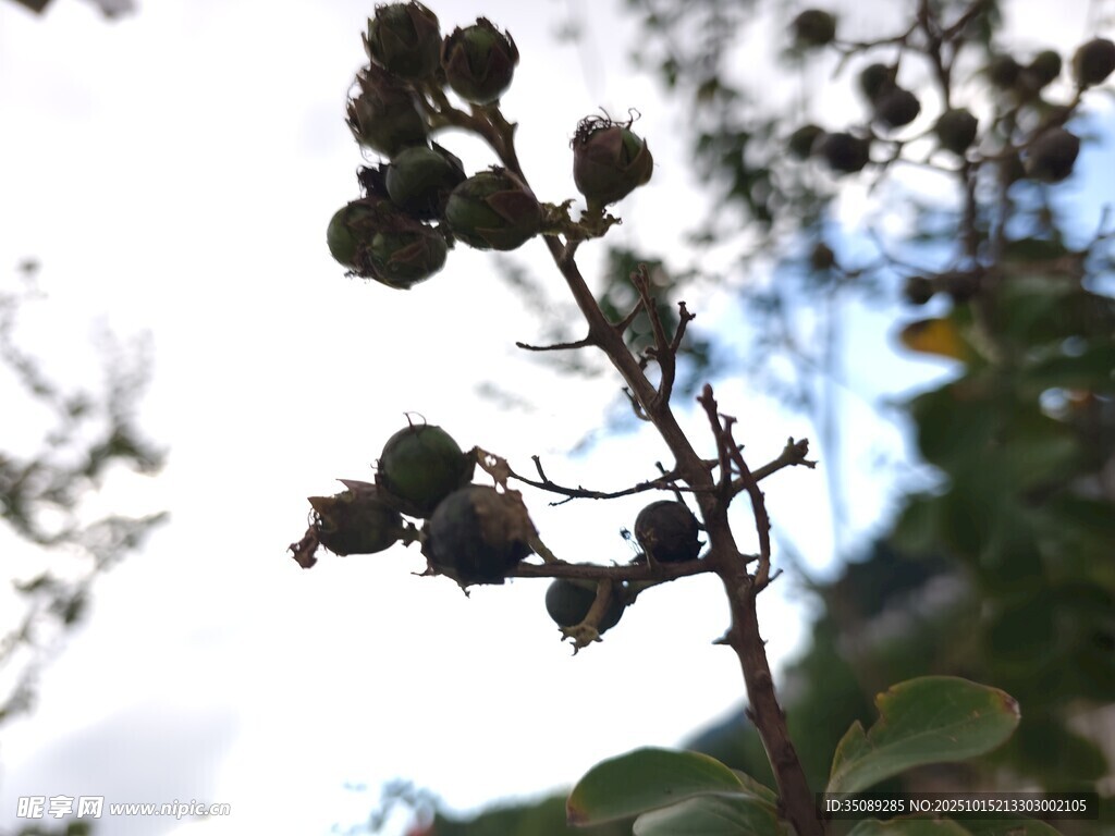 枝头黑果自然植物景象