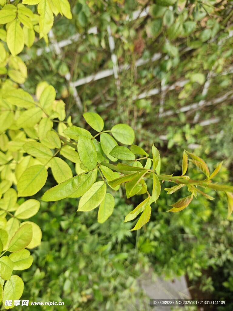 翠绿枝叶间的自然景致