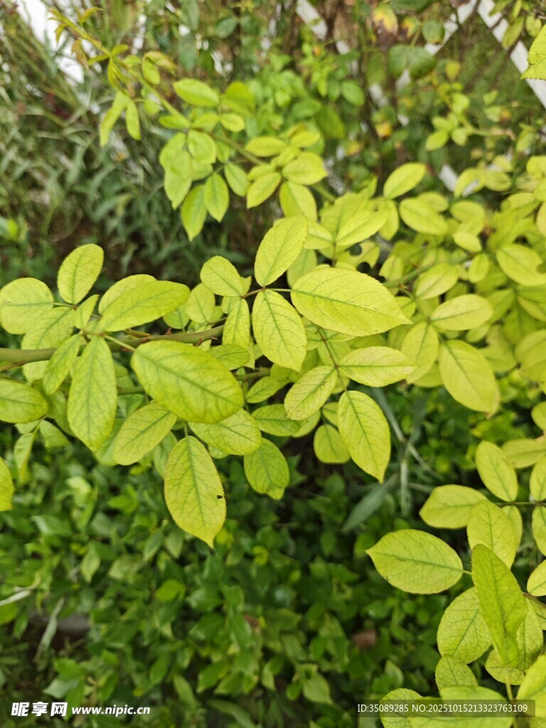 嫩绿叶片的生机植物