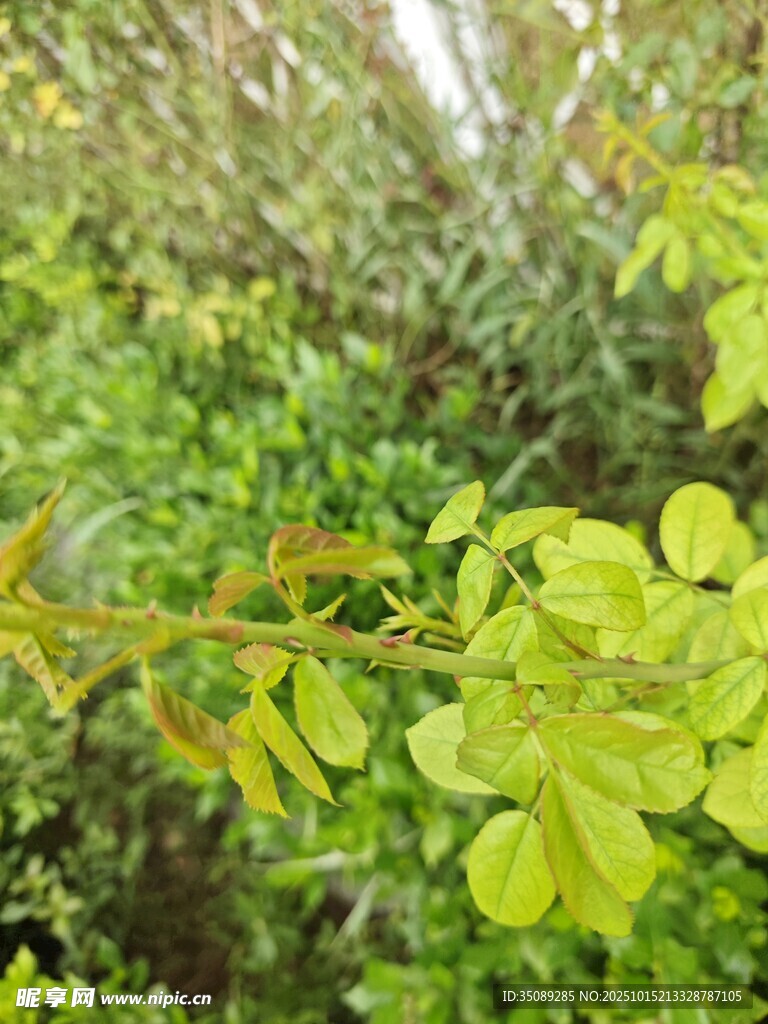 嫩绿枝叶展现自然生机