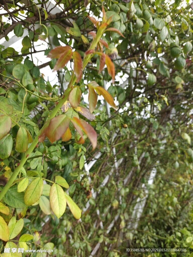 绿叶间的植物枝条特写