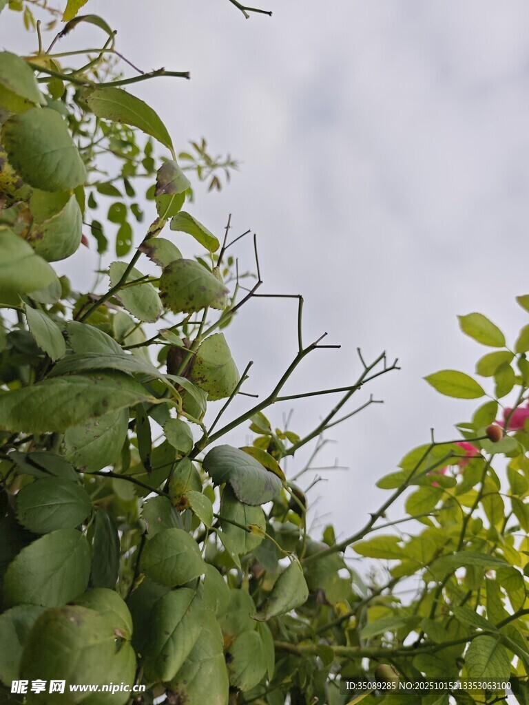 绿叶繁茂的枝头景象