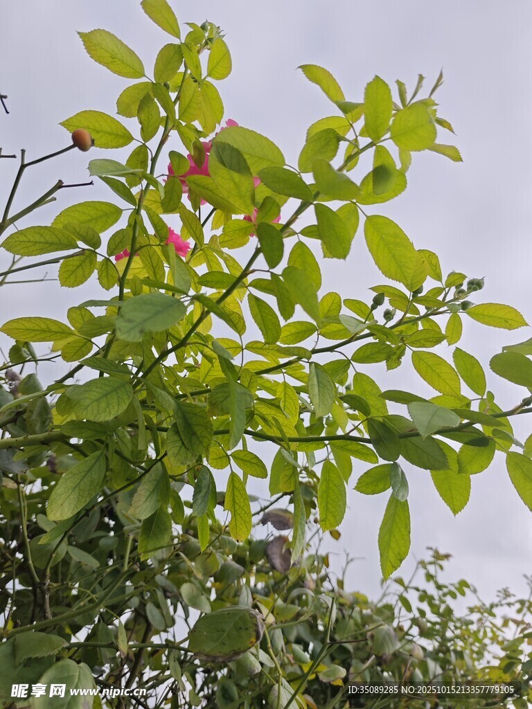 枝头绿叶间的红果