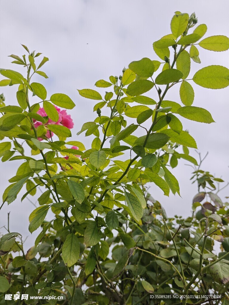 绿叶间绽放的娇艳花朵