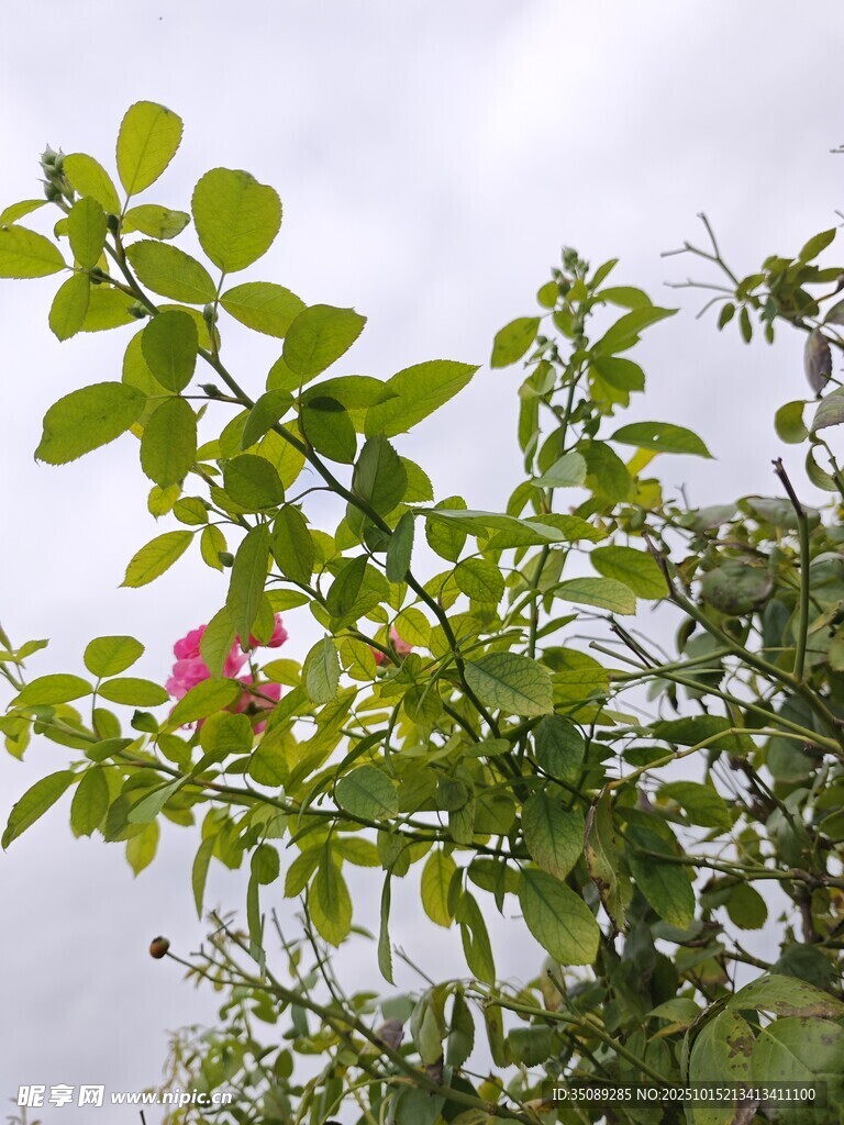 绿叶间的娇艳花朵