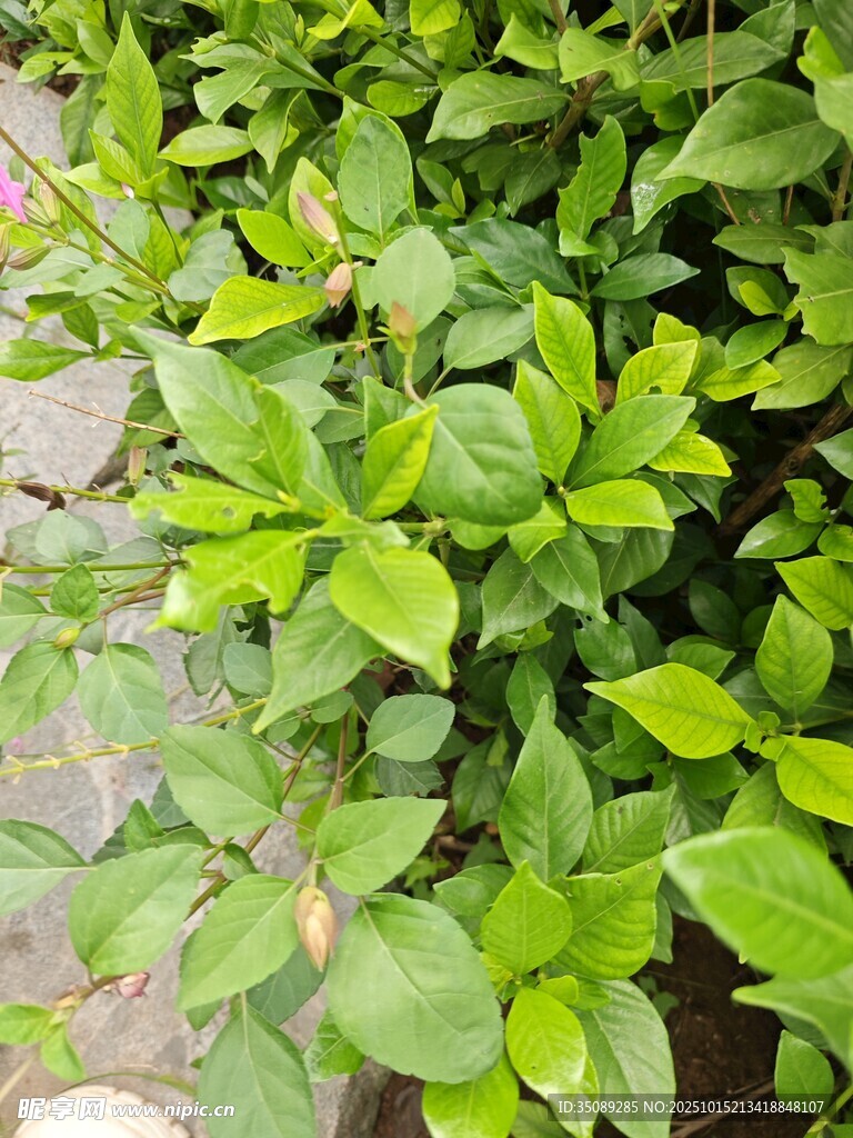 翠绿繁茂的绿植景观