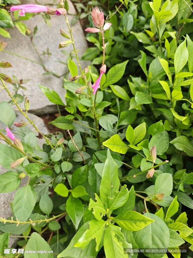 绿叶间的粉色小花