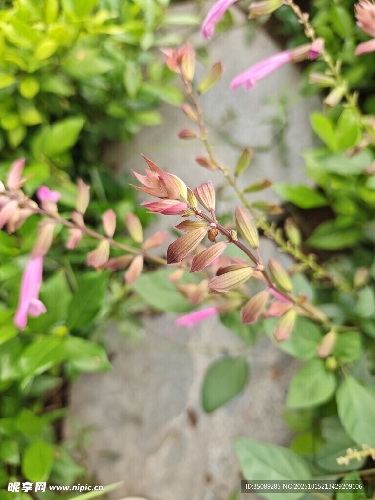 粉色小花绽放绿叶间