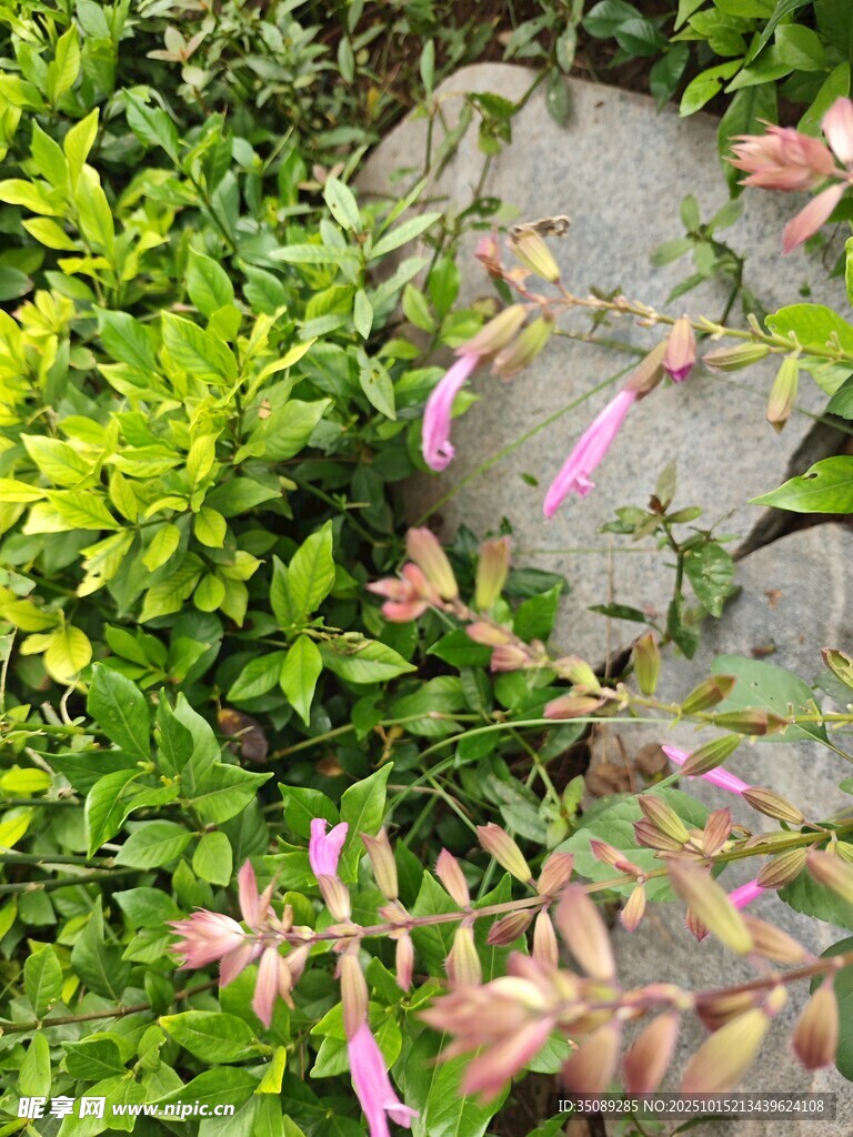 绿叶丛中绽放的粉色小花