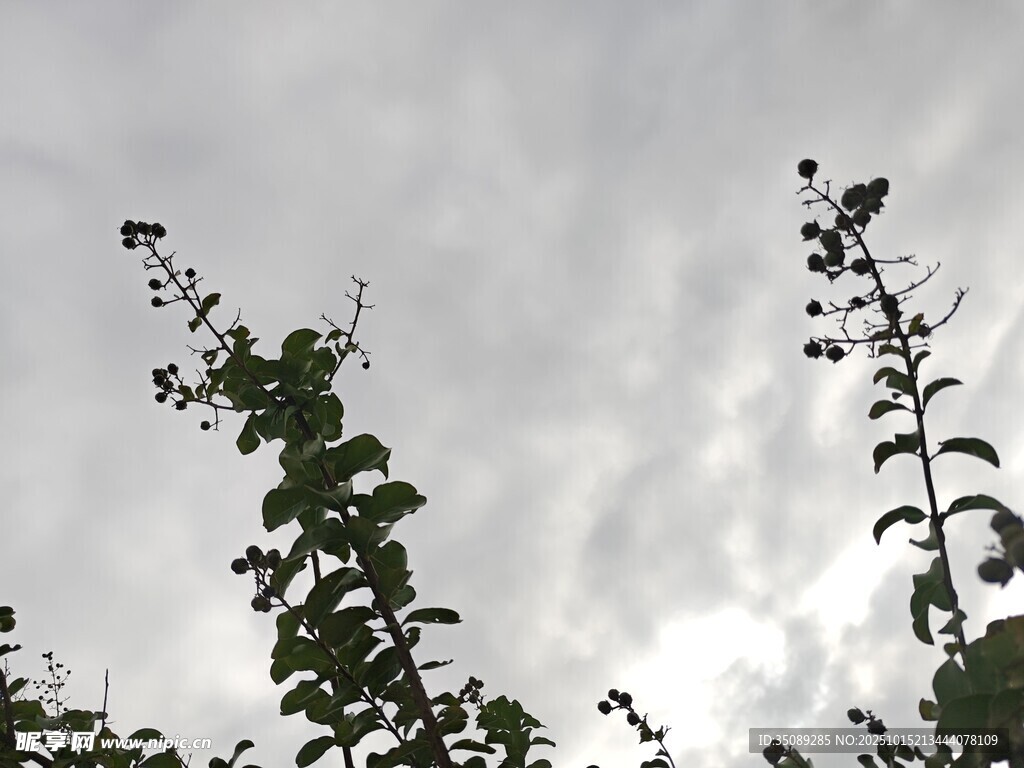 天空下的绿植枝叶