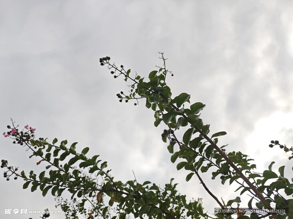 天空下的绿植枝叶