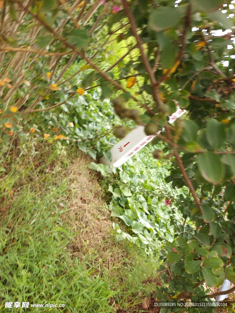 繁茂绿植间的自然景致