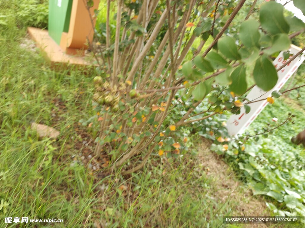 花园中的绿植与木质物件