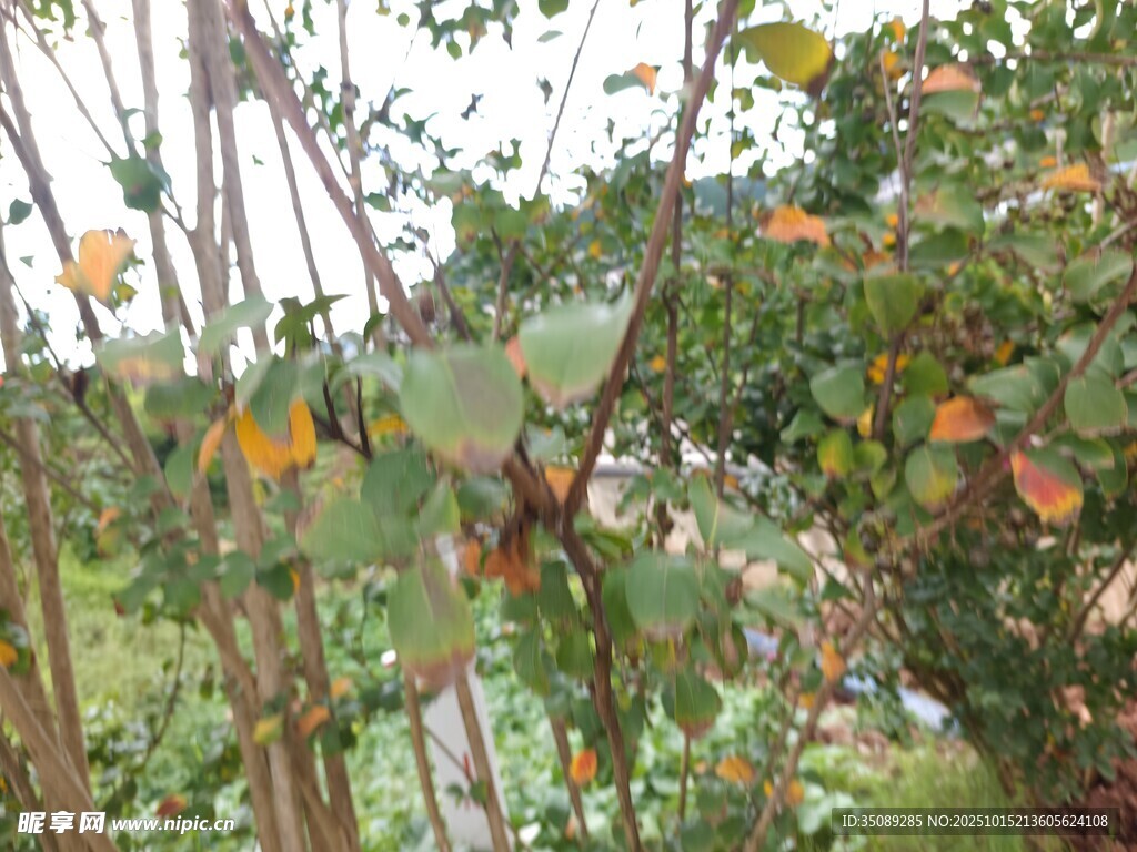 绿叶间的多彩植物景观