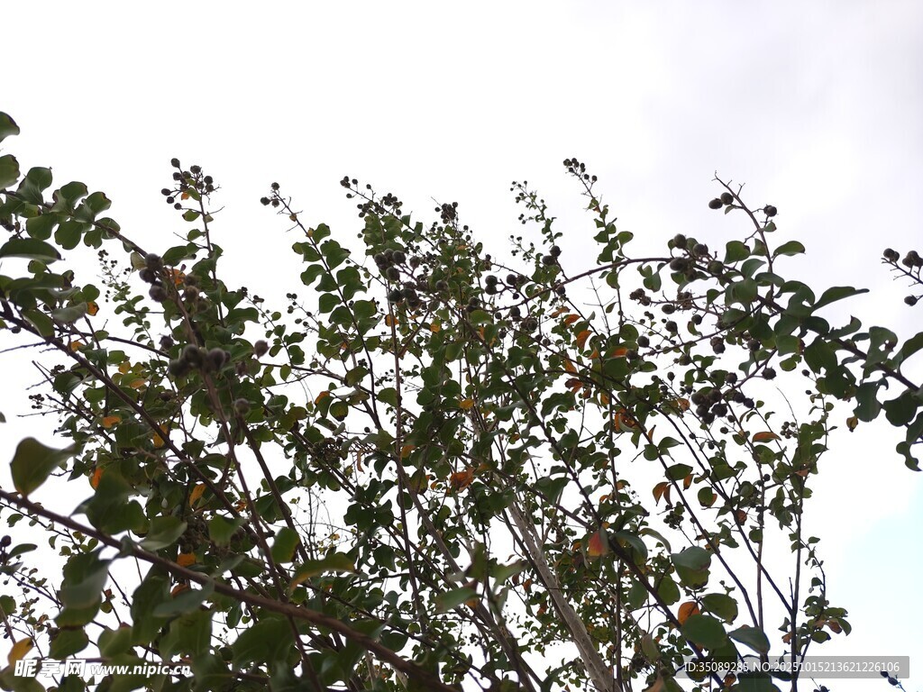 枝叶繁茂的树梢