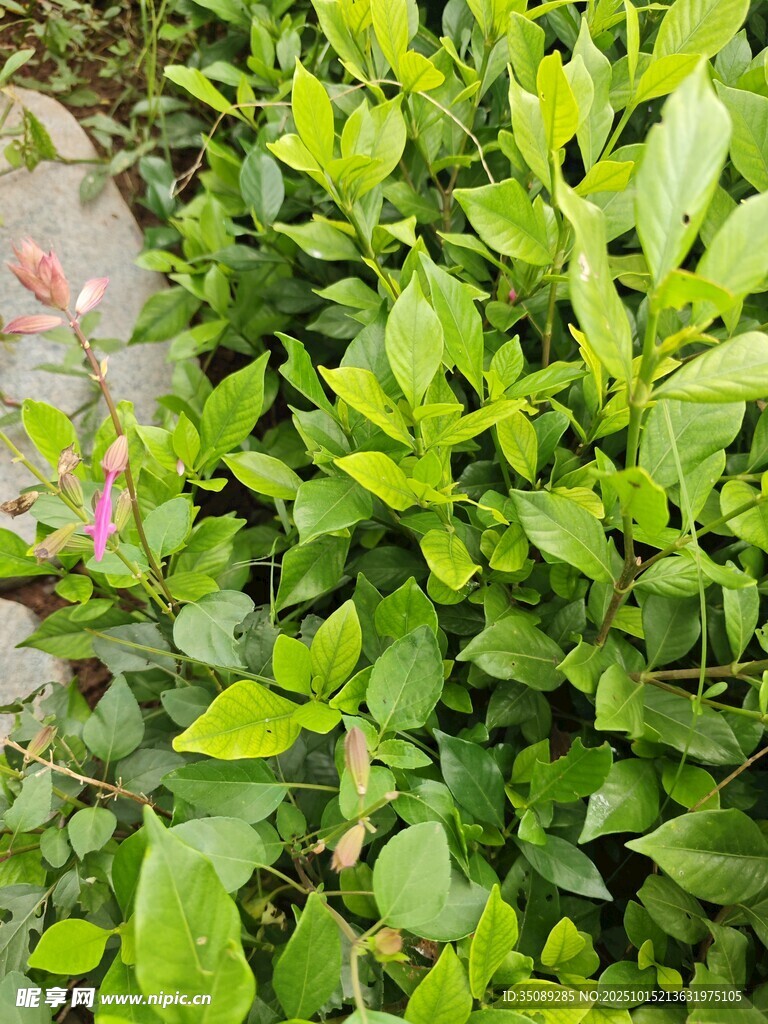 翠绿生机盎然的绿叶植物