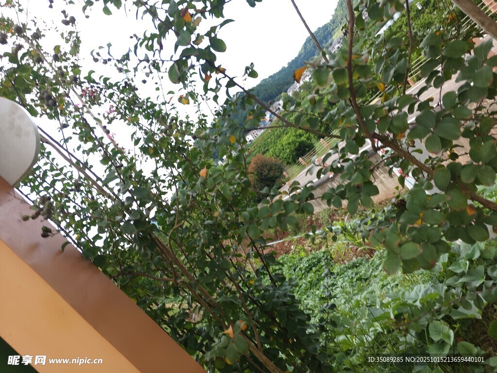 繁茂绿植环绕的户外景致