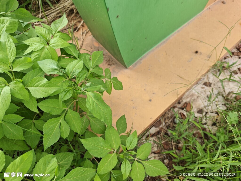 绿植旁的绿色箱体