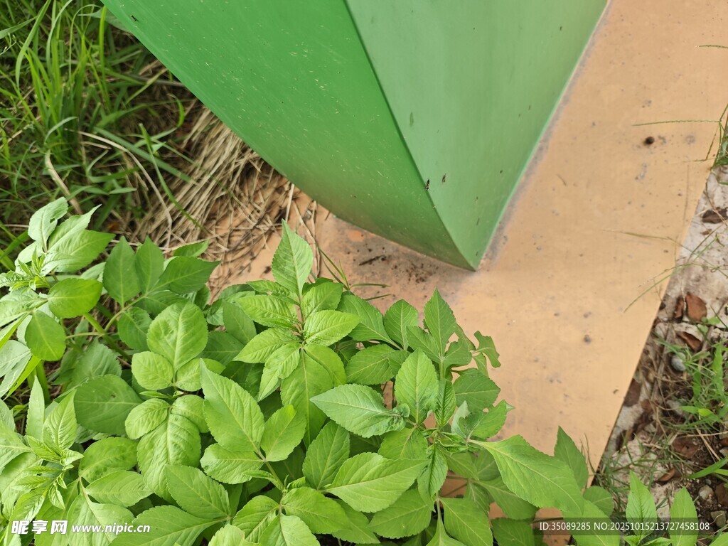 绿植旁的绿色与棕色物件