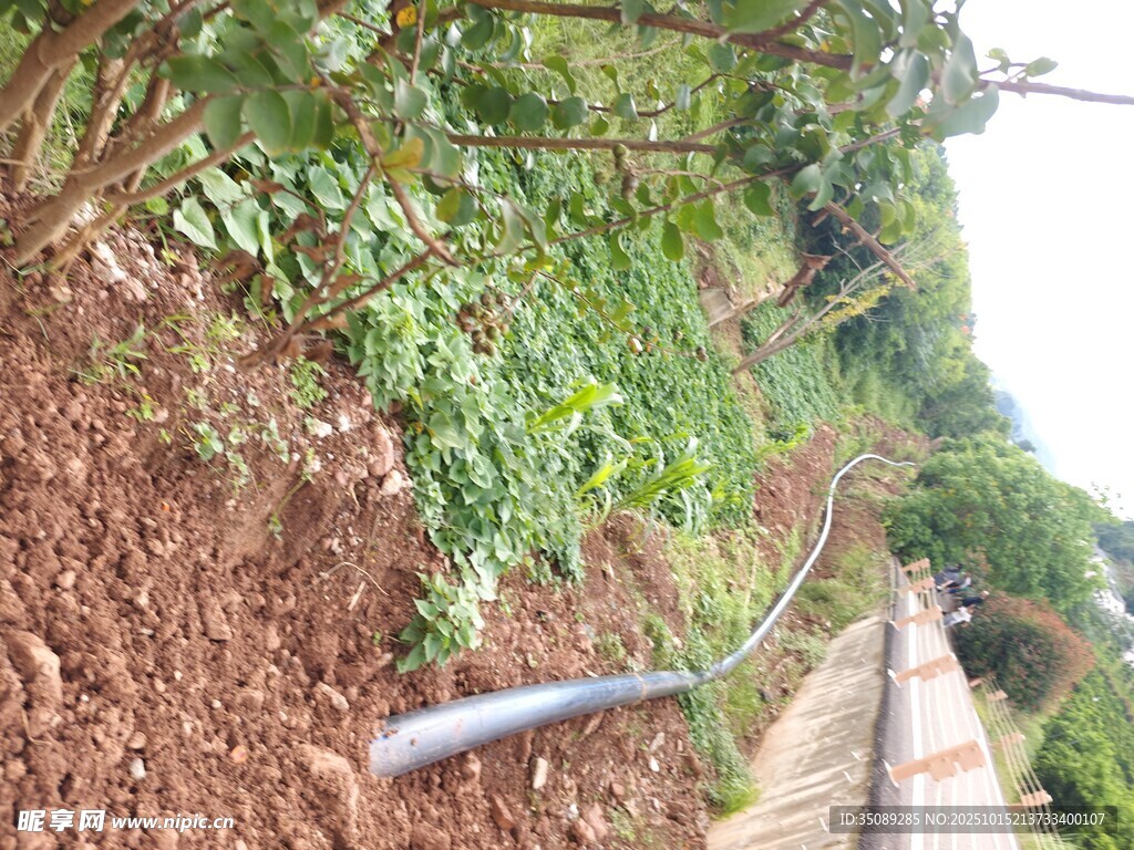 铁路旁的绿植与蜿蜒管道