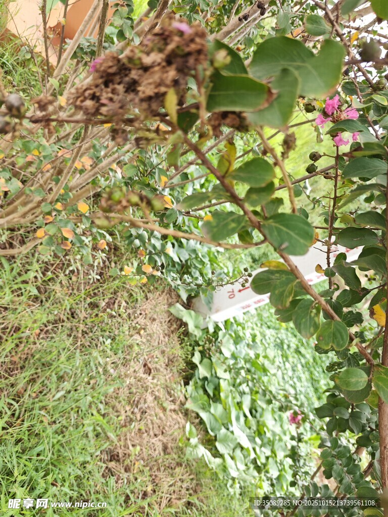 藤蔓植物缠绕的自然景象