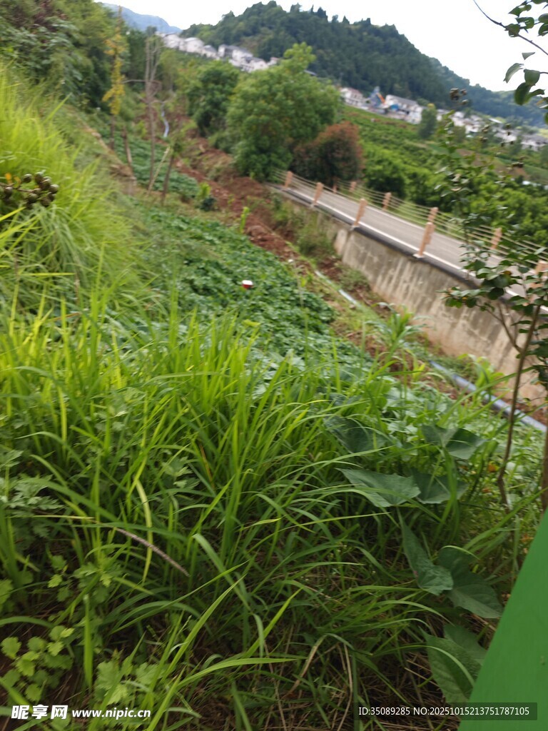 山间繁茂绿植景观