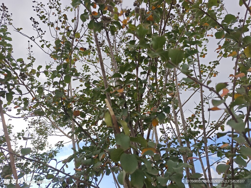 仰视视角下的繁茂绿树