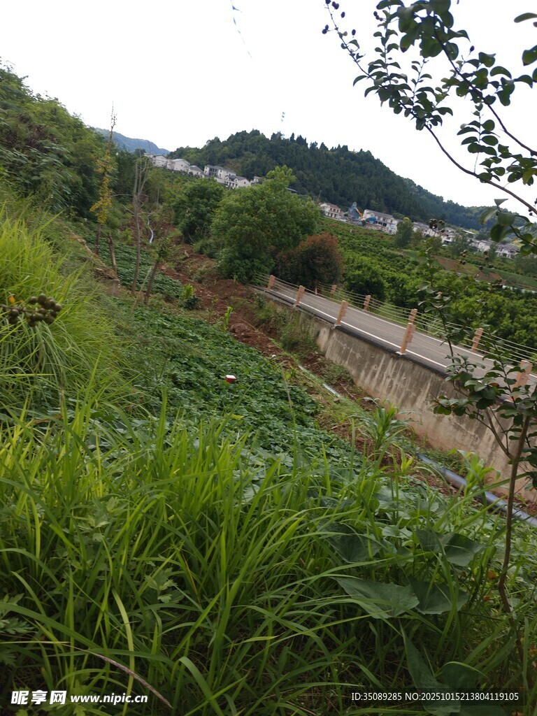 乡村田园绿植景观