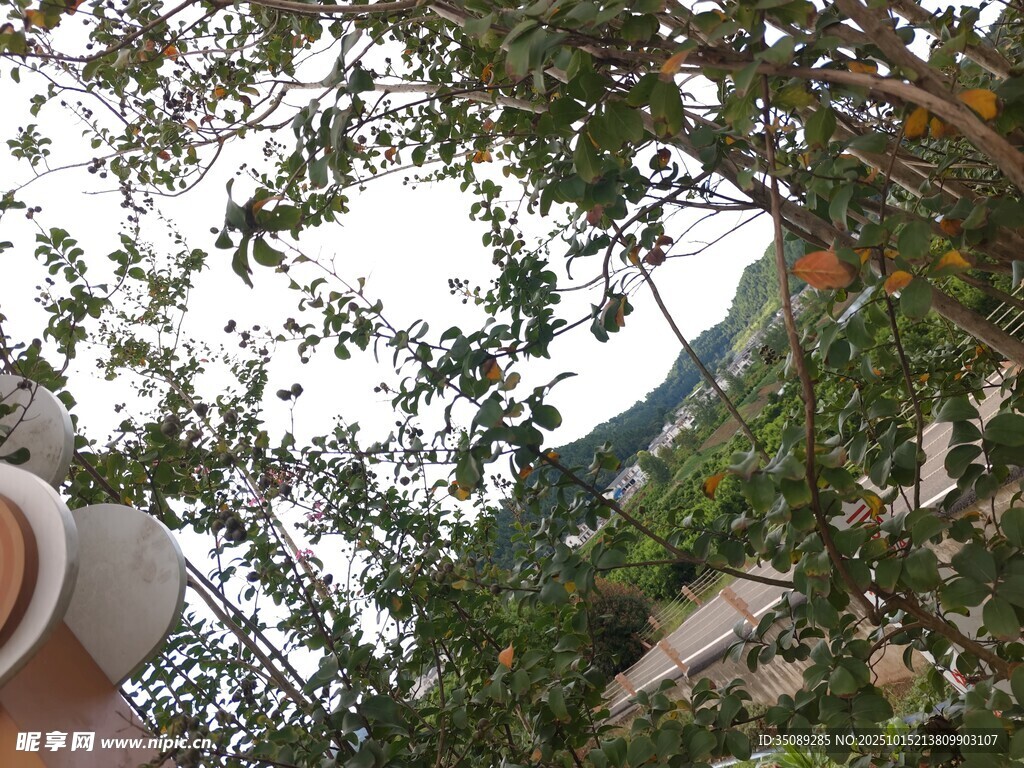 透过枝叶望天空景象