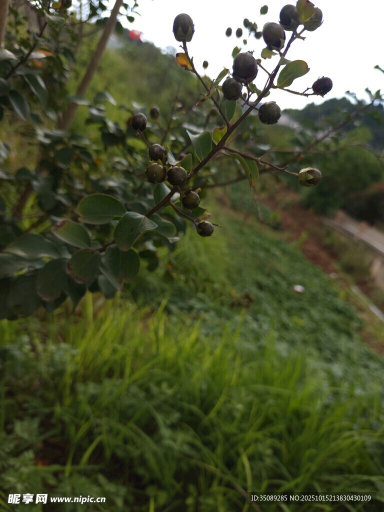 山间绿植与蜿蜒小路