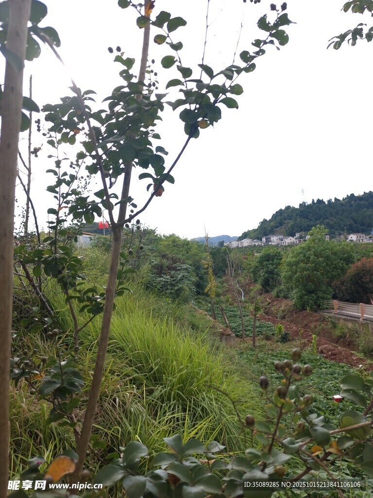 野外繁茂植被景象