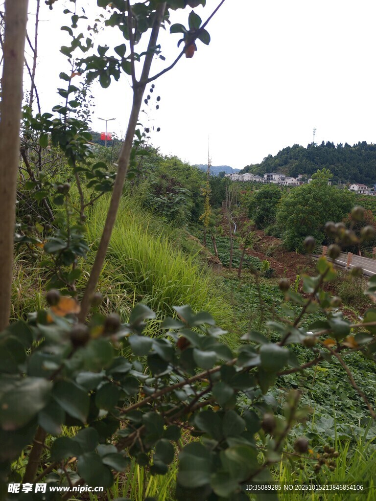 山间绿意盎然的植被景观