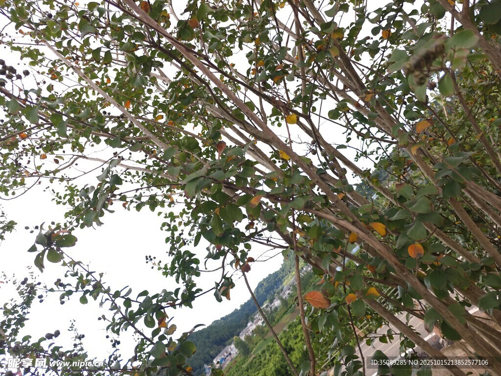 挺拔竹林景观