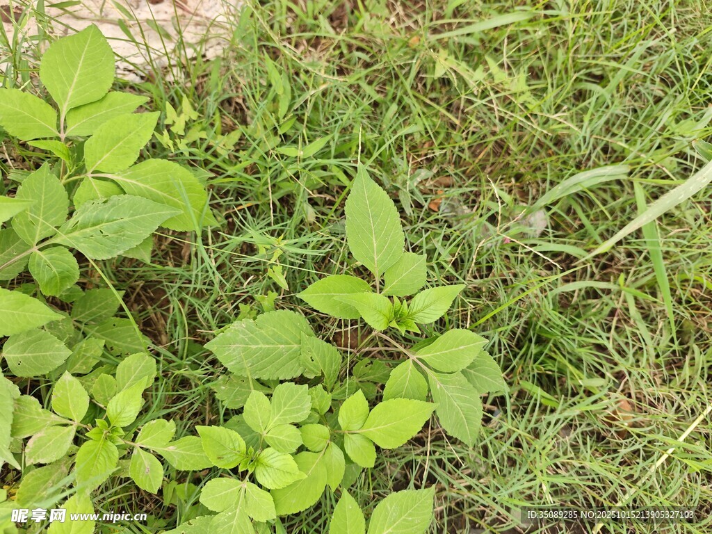 嫩绿草丛中的清新小植物