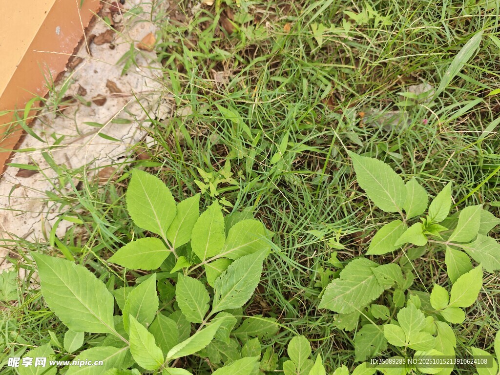 庭院中的嫩绿植物