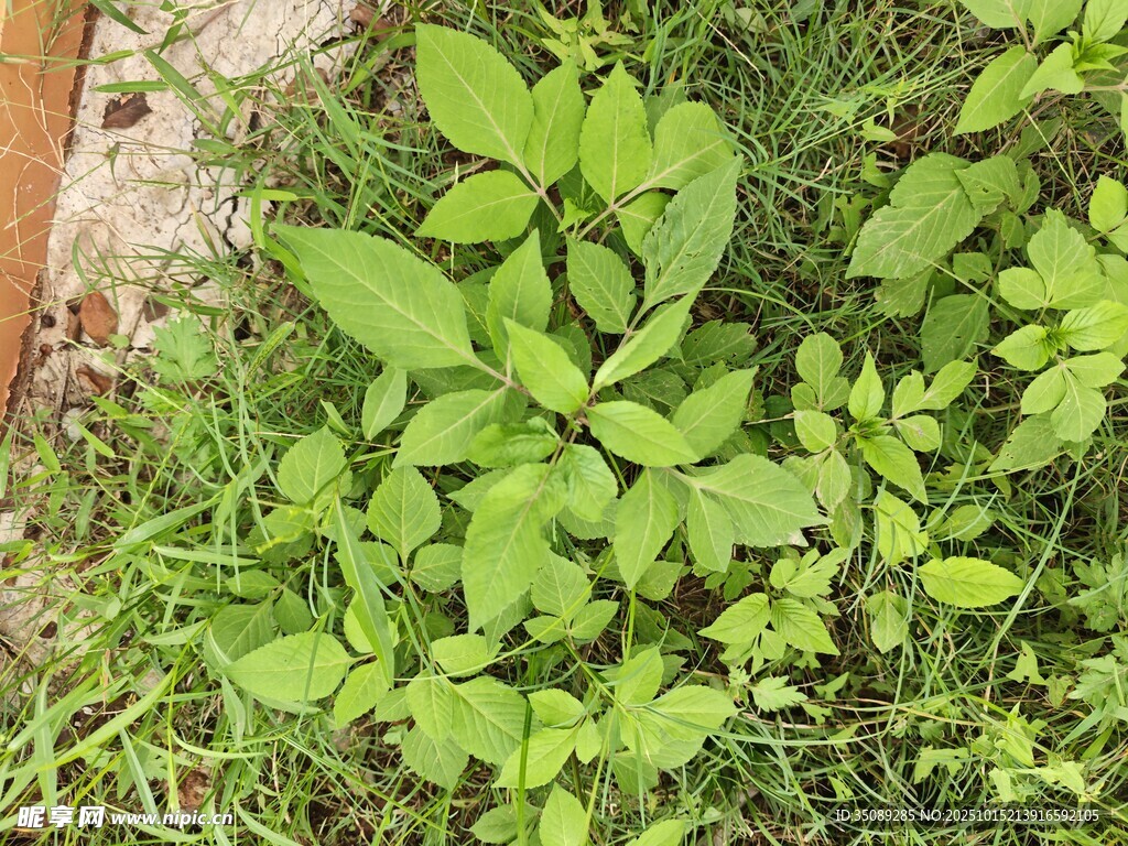 地面上的嫩绿植物