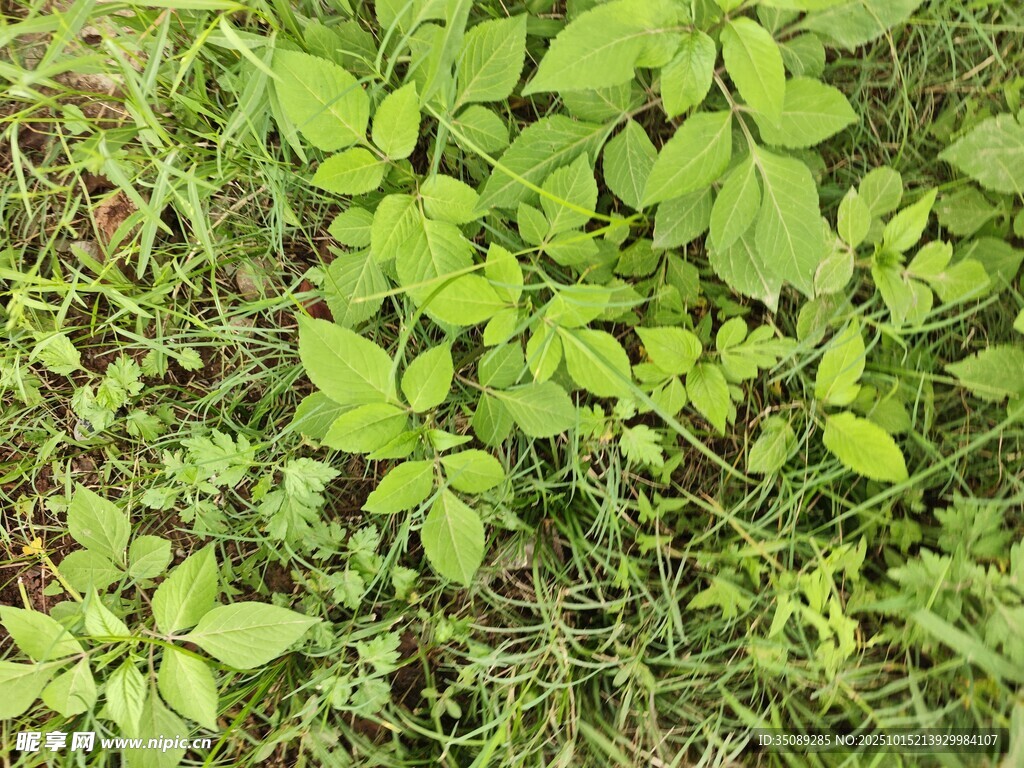 嫩绿草丛中的清新叶片
