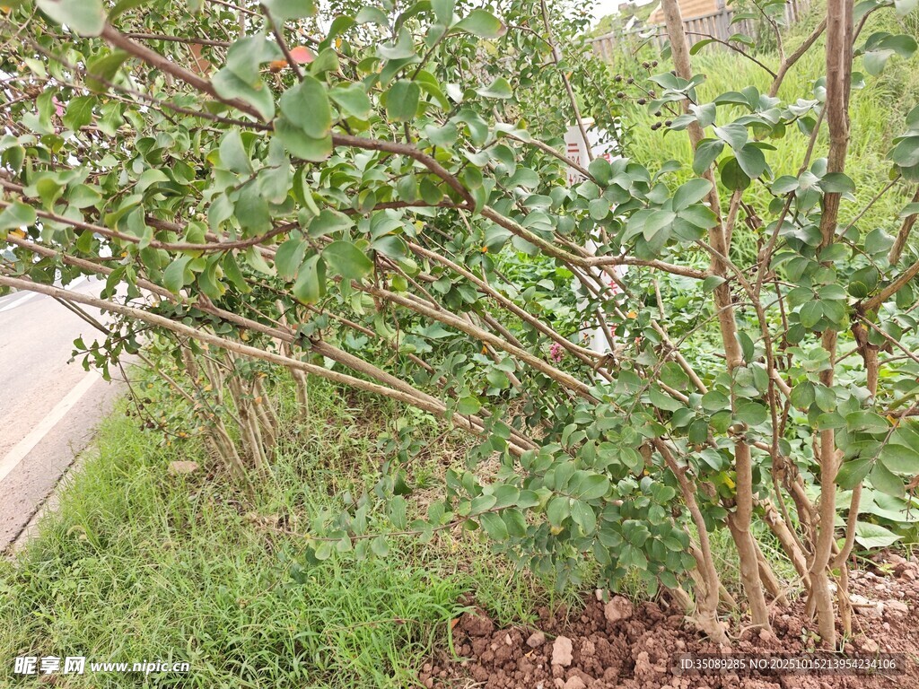 路边绽放的繁茂花卉
