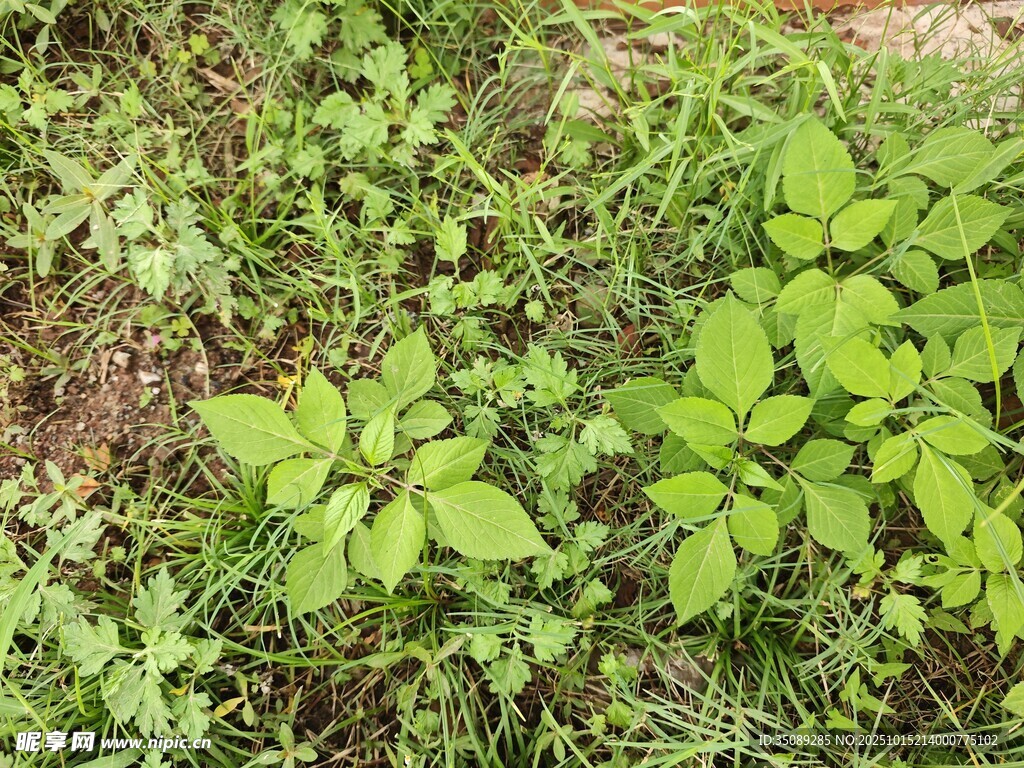 嫩绿草地植物生机勃勃