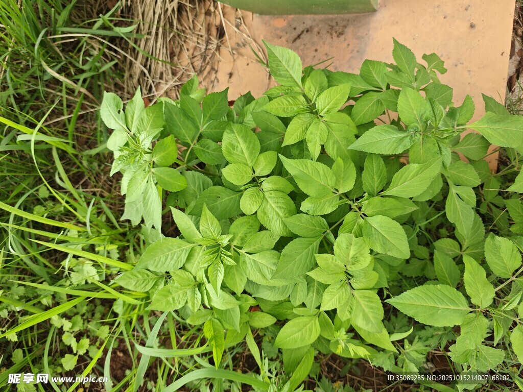 绿叶繁茂的清新植物