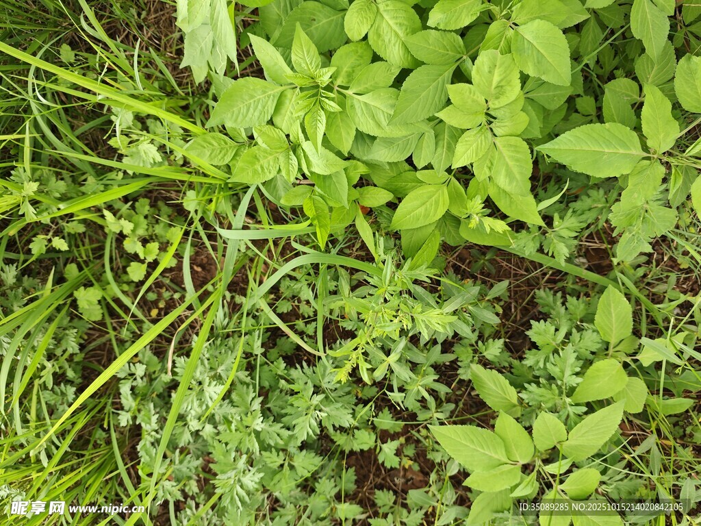 绿叶丛生的清新植物景象