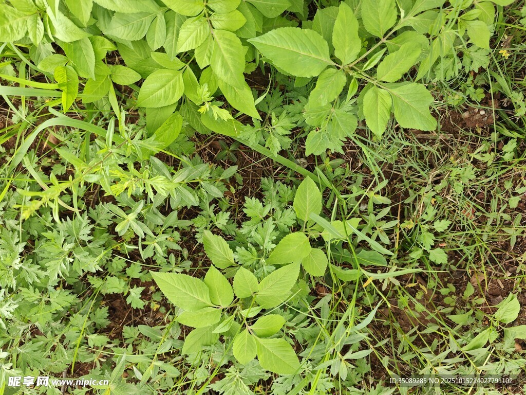绿意盎然的植物群落