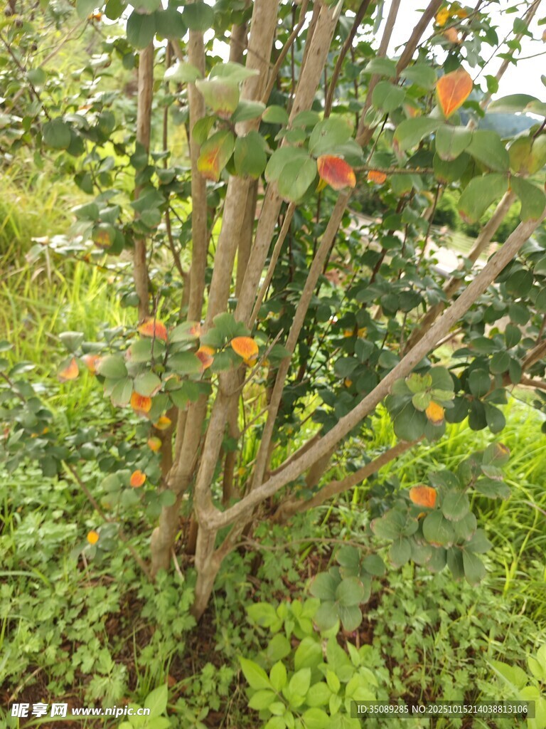 枝头挂果的繁茂植物