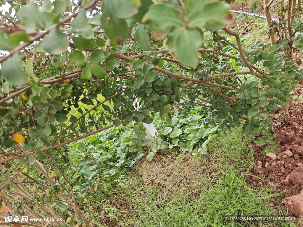 田园绿植景观
